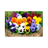 Pansy Doule Full mixed Plant Roof Garden 50 seeds with cocopeat