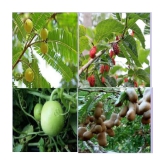 CLASSIC GREEN EARTH - Mixed Fruit ( 200 Seeds )