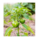 High Quality Hybrid Green Capsicum ( 50 Seeds)