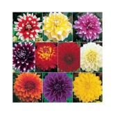 Dahlia Big Flowers Seeds - Pack of 40 Exotic Seeds for Home Garden