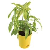 Ugaoo Dracaena Golden Milky Plant with Self Watering Pot