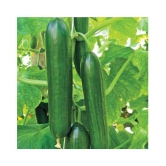 Cucumber Seeds by Jubilant