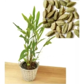 Indian Elaichi Plant For Gardening(Cardamom)