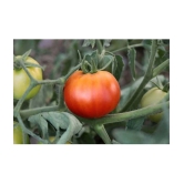 ARKA RAKSHAK F1 HYBRID TOMATO 50 SEEDS