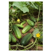 Cucumber Desi Kheera Vegetables 50 seeds