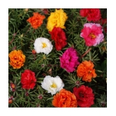 Portulaca Flower Seeds F1 Hybrid Summer Flower Seeds for Home Gardening Pack of 50 Seeds Packet