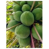 organic Desi Papaya Fruit Seeds 50 Seeds