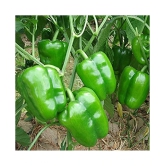 High Quality Hybrid Green Capsicum ( 50 Seeds)