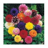 homeagro - Dahlia Mixed Flower ( 25 Seeds )