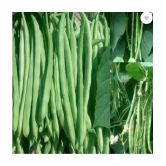 CLASSIC GREEN EARTH - French Beans Vegetable ( 60 Seeds )