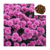 HN organic seed - Chrysanthemum Flower ( 50 Seeds )