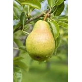 Nashpati ( pear ) Fruit Plant Grafted