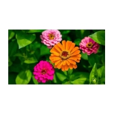 homeagro - Zinnia Mixed Flower ( 20 Seeds )