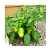 High Quality Hybrid Green Capsicum ( 50 Seeds)