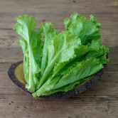 Vegetable Seeds Organic Lettuce Seeds For Gardening Seeds - Lettuce Green â??Seeds Seeds For Gardening Home Garden Seeds