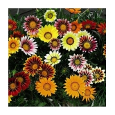 CLASSIC GREEN EARTH - Flower Seeds ( Gazania Star Light Dwarf 30 Seeds )