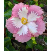 Austrelian Hibiscus Plant For Home Gardening