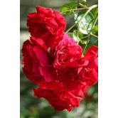 Climbing Rose Flower Plants (Red)