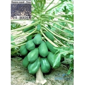 BS SEEDS Papaya Selection Seeds (50 Seeds)