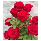 CLASSIC GREEN EARTH - Tube Rose Flower ( 60 Seeds )