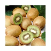 M-Technologies Kiwi Fruit Plant Seeds - Pack of 25