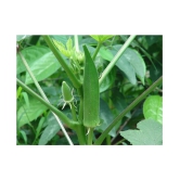 Lady Finger or Bhindi Hybrid F1 SUPREME (II) Seeds for Terrace Kitchen Balcony Gardening