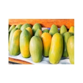 shivam organic seeds Thai Papaya Organic Variety Dwarf Fruit - 50 Seeds + Instruction Manual