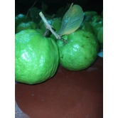 Guava