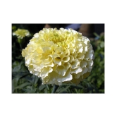 AGREY FRENCH WHITE MARIGOLD 30 SEEDS ( PACK OF 2)