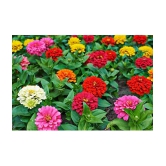 Zinnia flower color mix 50 seeds pack with free cocopeat and user manual