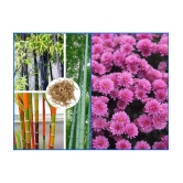 homeagro - Combo of Bamboo Plant ( 20 Seeds ) and Chrysanthemum Flower ( 50 seed )