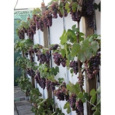 sky star agro & co. - Fruit Seeds ( Sweet Grape Seed  - 20 )