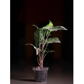 Recycle Transparent Aroid Pots ( Pack of 20)-2.5 inch Height 3 inch Width