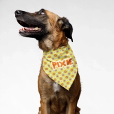 PawsIndia Customized Pet Bandana - Floral - Yellow-Large