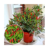 Dwarf Thai Sun Hot Pepper Capsicum Annuum Ornamental Chili 20 Seeds