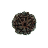 Rashi Ratan Bhagya 7 Mukhi Rudraksha (seven Mukhi)