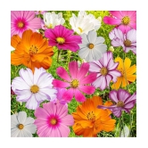 homeagro - Cosmos Mixed Flower ( 20 Seeds )