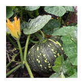 pumpkin Kaddu 20 seeds high germinaation seeds for gardening use with user manual