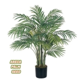 ARECA PALM PLANT 5 SEEDS PACK FOR HOME GARDENING USE INDOOR OUTDOOR WITH FREE COCO PEAT COMBO PACK WITH USER MANUAL