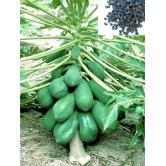 homeagro - Papaya Fruit ( 50 Seeds )