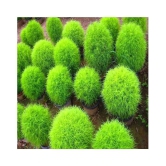 Recron Seeds Kochia Plant, Burning Bush - Foliage Plant 30 Seeds