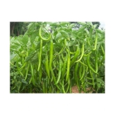 F1 Hybrid Chili Seeds, Mirchi Ke Beej, marchi na Bee, Pack of 50 Seeds