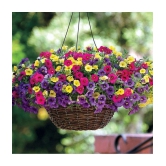 homeagro - Petunia Mixed Flower ( 50 Seeds )