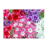 Phlox mix varietry flower 40 seeds pack with 100 gm cocopeat snd user manual