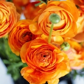 Ranunculus Orange Color Flower Bulb