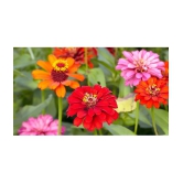 homeagro - Zinnia Mixed Flower ( 20 Seeds )