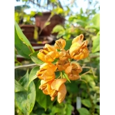 Yellow Tanglong Grafted Bougainvillea flower plant