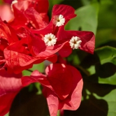 Bougainvillea(Red Colour)flower plant