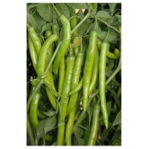 High yielding chilli F1 hybrid Green Chilli | Pack of 50 seeds