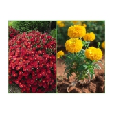 Homeagro Seeds Combo - Chrysanthemum Flower ( 50 seed ) and Marigold Flower ( 50 Seeds )